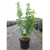 Clethra alnifolia Plant - Ruby Spice