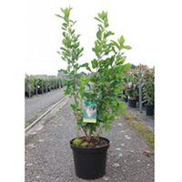 Clethra alnifolia Plant - Ruby Spice