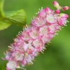 Clethra alnifolia Plant - Ruby Spice