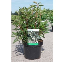 Clethra barbinervis Plant
