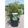 Clethra barbinervis Plant