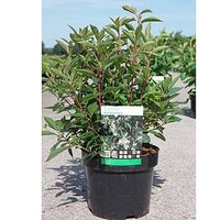 Clethra barbinervis Plant