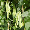 Climbing French Bean Seeds - Algarve