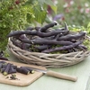 Climbing French Bean Seeds - Blauhilde