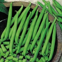 Climbing French Bean Seeds - Blue Lake