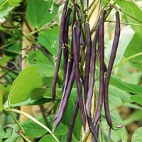 Climbing French Bean Seeds - Carminat