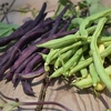 Climbing French bean Seeds - Mix