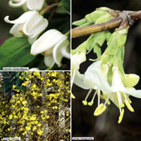 Climbing Winter Plants - Collection