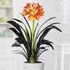 Clivia miniata Plant