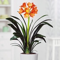 Clivia miniata Plant