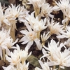 Colchicum Bulbs - autumnale Alboplenum