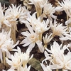 Colchicum Bulbs - autumnale Alboplenum