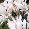Colchicum Bulbs - autumnale Album