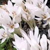 Colchicum Bulbs - autumnale Album