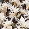 Colchicum Bulbs - Collection