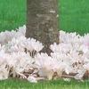 Colchicum Bulbs - Collection