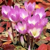 Colchicum Bulbs - Dick Trotter