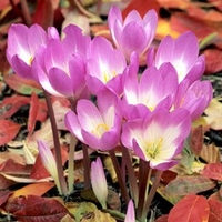 Colchicum Bulbs - Dick Trotter