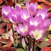 Colchicum Bulbs - Dick Trotter