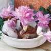 Colchicum Bulbs - Waterlily