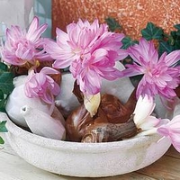 Colchicum Bulbs - Waterlily