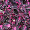 Coleus Plant - Scarlet Ribbon