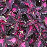 Coleus Plant - Scarlet Ribbon