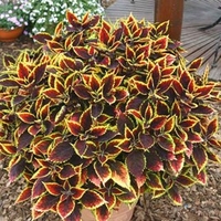 Coleus Plant - Walter Turner