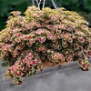 Coleus Plants - Great Falls Angel