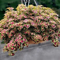 Coleus Plants - Great Falls Angel