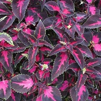 Coleus Plants - Scarlet Ribbon