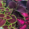 Coleus Plants - Velvet Luxe