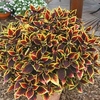 Coleus Plants - Walter Turner