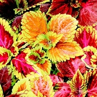Coleus Seeds - Kong Mixed