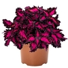 Coleus Stained Glassworks Royalty