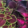 Coleus Velvet Luxe (10)