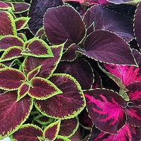 Coleus Velvet Luxe (10)