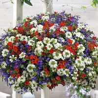 Colour-themed Collection - Pride of Britain