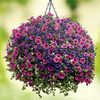 Colour Themed Plants - New Attitude Collection