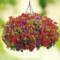 Colour Themed Plants - Plum Obvious Collection