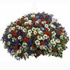 Colour Themed Plants - Pride of Britain Collection