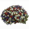 Colour Themed Plants - Pride of Britain Collection