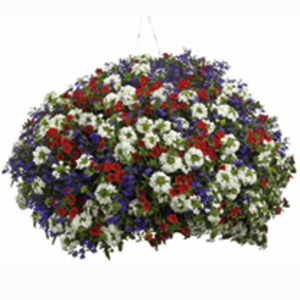 Colour Themed Plants - Pride of Britain Collection