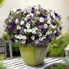 Colour Themed Plants - Velvet Skies