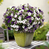 Colour Themed Plants - Velvet Skies