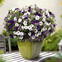 Colour Themed Plants - Velvet Skies