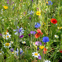 Colourful Annuals Mix Seeds