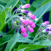 Comfrey 