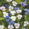 Commelina Starry Starry Night Seeds
