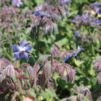 Companion Planting Selection Plants (Organic)